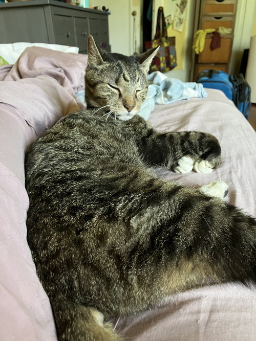 MOSES - Domestic Short Hair available for adoption