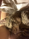 Moses - Photo 3