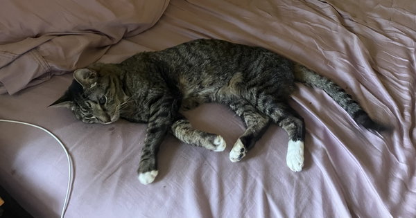 Moses