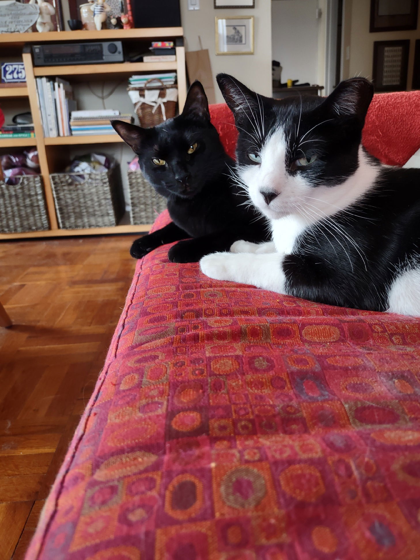 adoptable Cat in Brooklyn, NY named Spud and Mae West