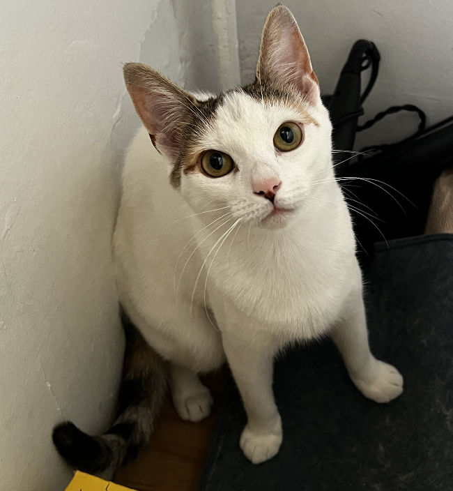 adoptable Cat in Brooklyn, NY named Moon