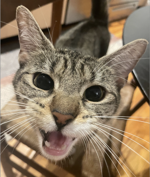 adoptable Cat in Brooklyn, NY named Liza