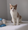 adoptable Cat in Brooklyn, NY named Sun