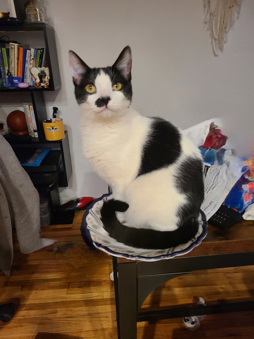 MUSIQUE AND ZING - Domestic Short Hair available for adoption