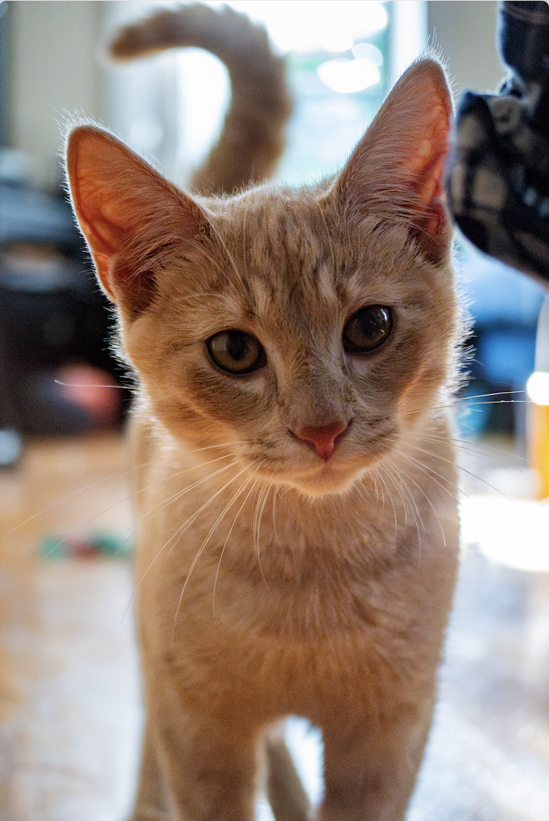 adoptable Cat in Brooklyn, NY named Subway & Metro