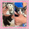 adoptable Cat in , NY named Ginger, Dill, Basil & Sage