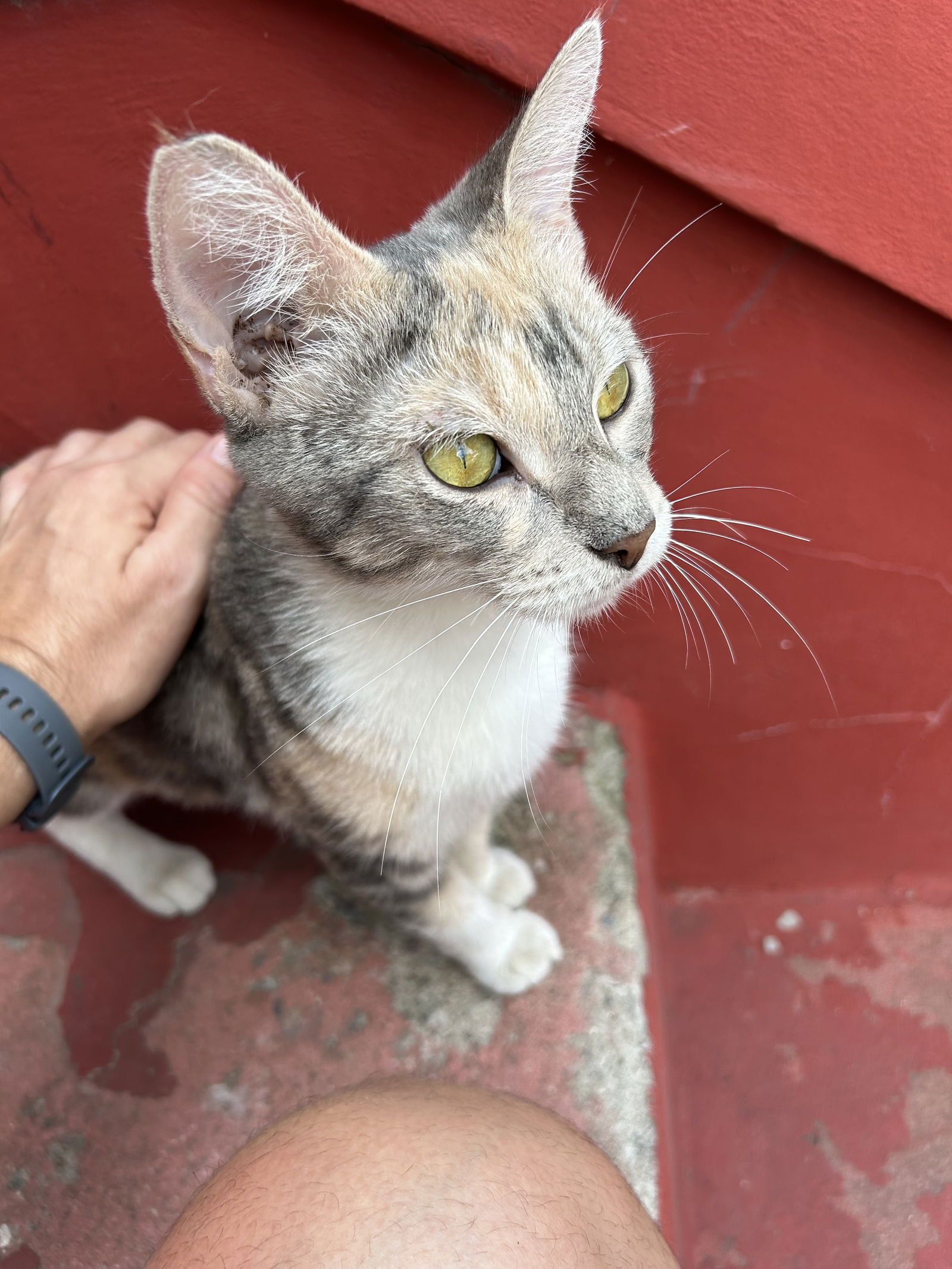 adoptable Cat in Brooklyn, NY named Didi