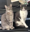 adoptable Cat in Brooklyn, NY named Big Boy and Mr. Man