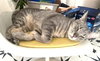 Big Boy and Mr. Man - Photo 3