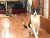 Big Boy and Mr. Man - Photo 5