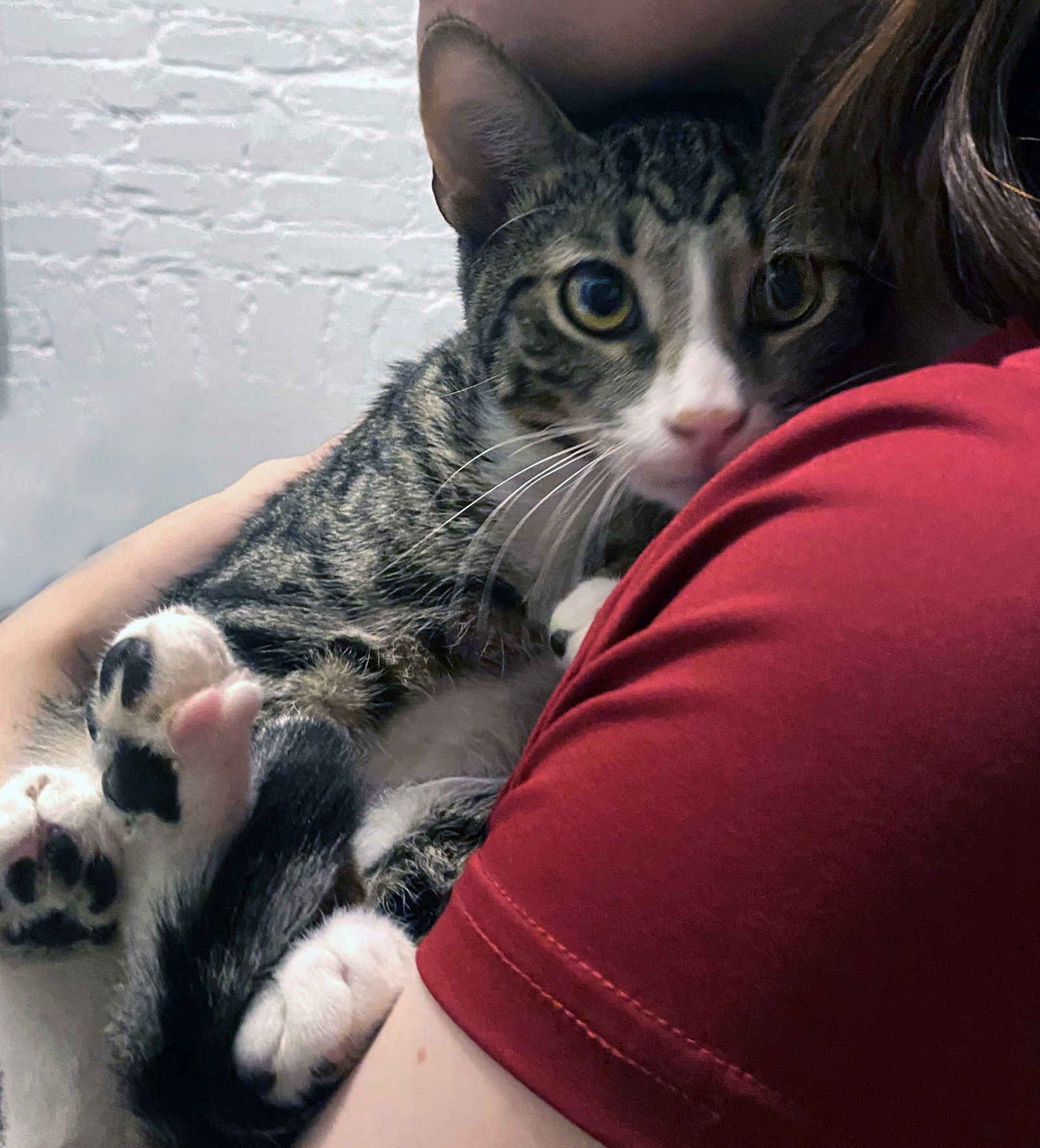 adoptable Cat in Brooklyn, NY named Hippy Shake & Sparks