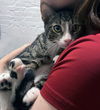 adoptable Cat in Brooklyn, NY named Hippy Shake & Sparks