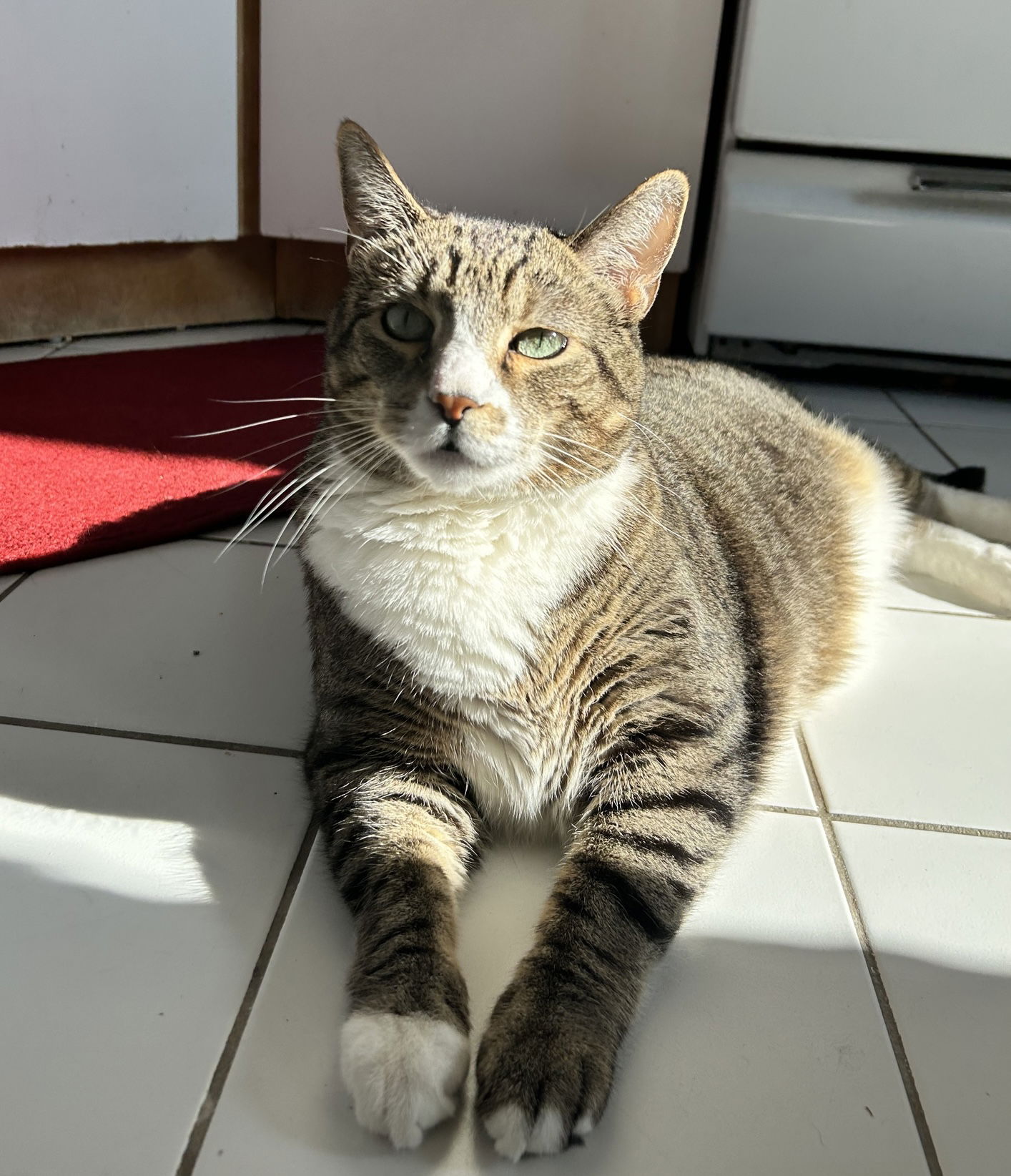 adoptable Cat in Brooklyn, NY named Louie