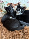 Baby Scottie and Noah - Photo 8