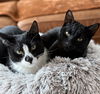 adoptable Cat in Brooklyn, NY named Baby Scottie and Noah