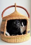 Baby Scottie and Noah - Photo 6