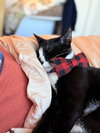 Baby Scottie and Noah - Photo 7