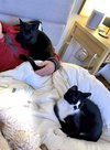 Baby Scottie and Noah - Photo 4