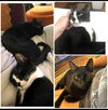 Baby Scottie and Noah - Photo 1