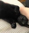 Baby Scottie and Noah - Photo 3