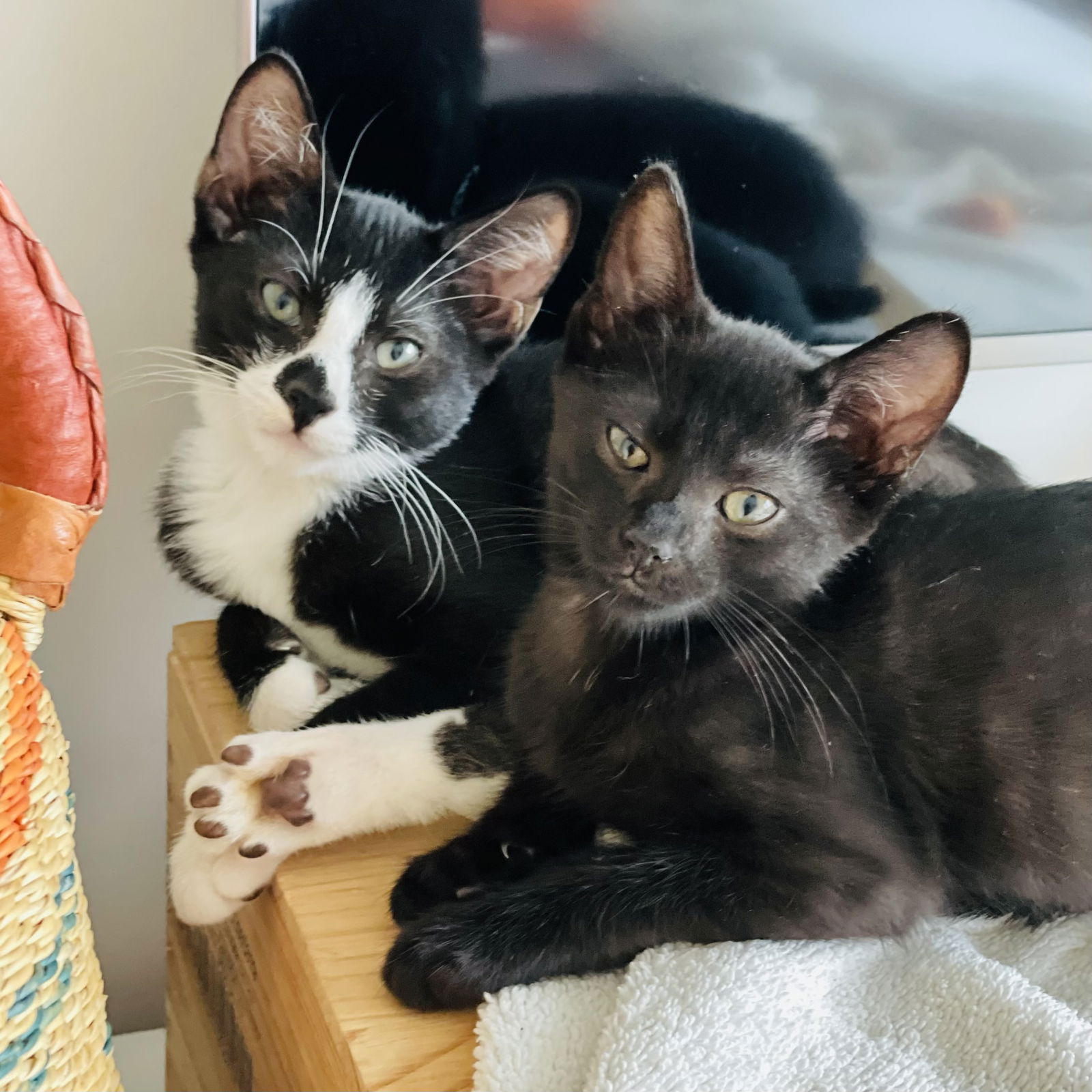 adoptable Cat in Brooklyn, NY named Baby Scottie and Noah