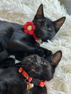 adoptable Cat in , NY named Katie and Simone