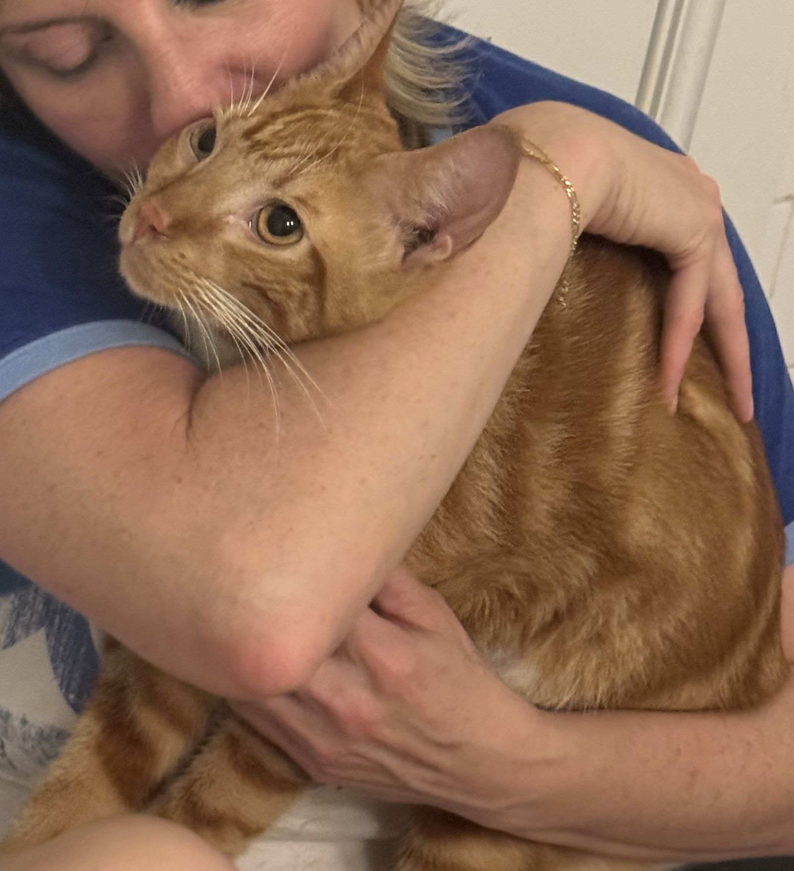 adoptable Cat in Brooklyn, NY named Caramel