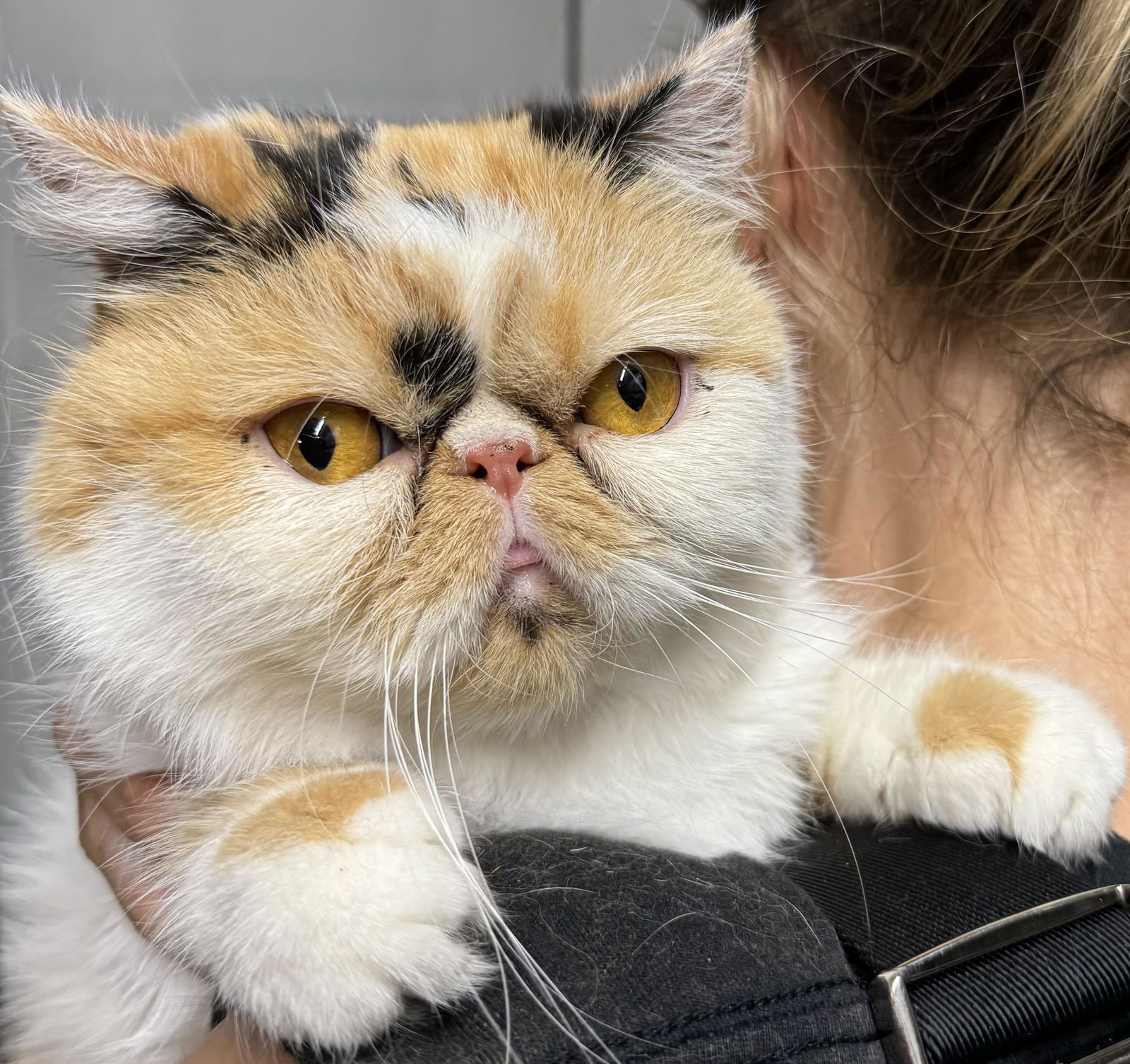 adoptable Cat in Brooklyn, NY named Persian Sassafrass aka Sassy