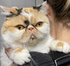 adoptable Cat in , NY named Persian Sassafrass aka Sassy