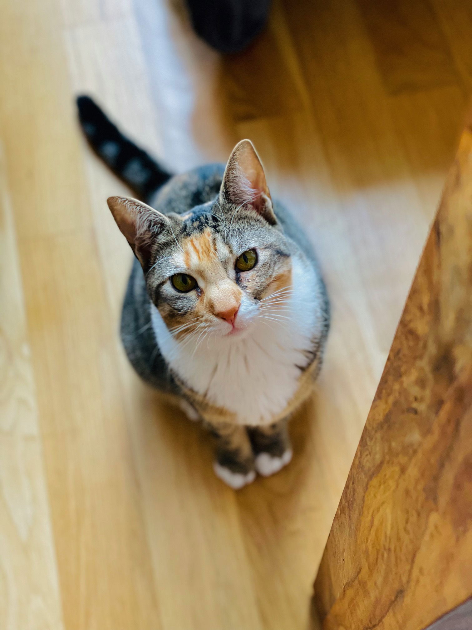 adoptable Cat in Brooklyn, NY named Summer