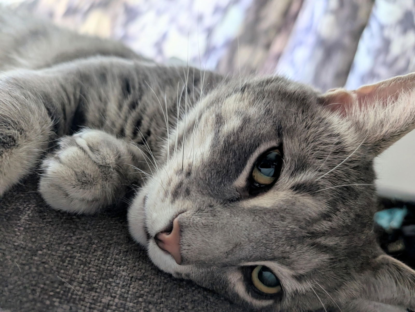 adoptable Cat in Brooklyn, NY named Randolph