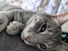 adoptable Cat in brooklyn, NY named Randolph