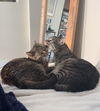 adoptable Cat in brooklyn, NY named Ricky and Lucy