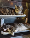 Willow and Flopper - Photo 4