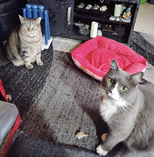 Willow and Flopper, Adult Domestic Short Hair (long coat), cat for adoption in New Brunswick, New Jersey