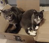 adoptable Cat in brooklyn, NY named Smokey and Flopper