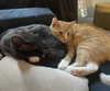 adoptable Cat in brooklyn, NY named Paneko & Beaver