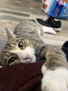 adoptable Cat in Brooklyn, NY named Albie