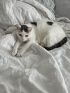 adoptable Cat in brooklyn, NY named Logan
