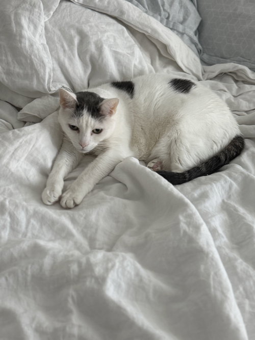LOGAN - Domestic Short Hair available for adoption