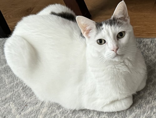 LOGAN - Domestic Short Hair available for adoption