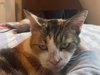 Tuna - Photo 2
