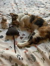 Tuna - Photo 3