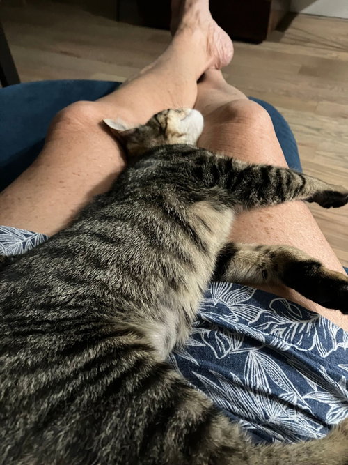 Beacon, Young Domestic Short Hair (short coat), cat for adoption in New Brunswick, New Jersey