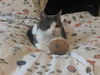 adoptable Cat in brooklyn, NY named Mochi
