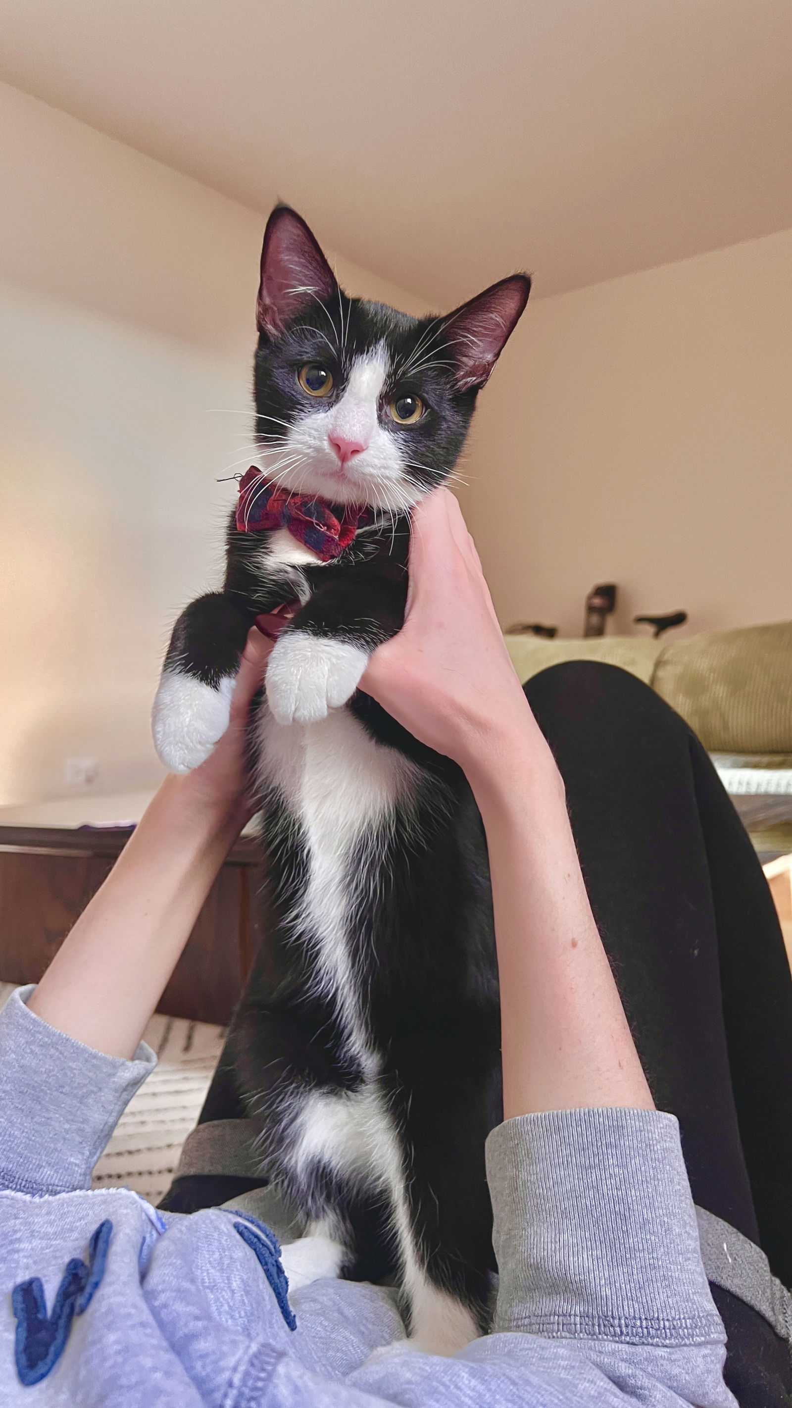 adoptable Cat in Brooklyn, NY named Dean & Sam