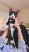 adoptable Cat in brooklyn, NY named Dean & Sam