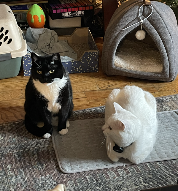 Penelope Pussycat