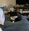 adoptable Cat in brooklyn, NY named Penelope Pussycat