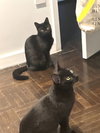 Frank aka Black Panther - Photo 12